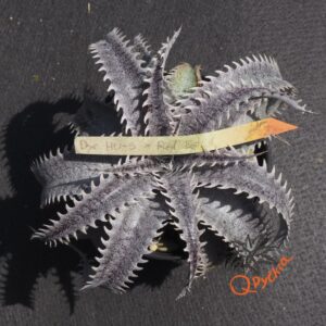 Dyckia HU-5 x Red Lotus