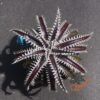 Dyckia Heaven and Hell x Hybrid Tarzan #Q-02