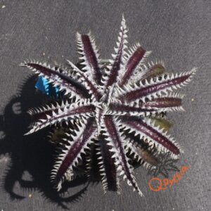 Dyckia Heaven and Hell x Hybrid Tarzan #Q-02