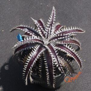 Dyckia Heaven and Hell x Hybrid Tarzan #Q-02
