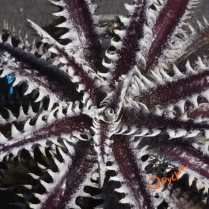 Dyckia Heaven and Hell x Hybrid Tarzan #Q-02
