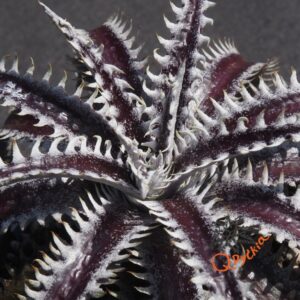 Dyckia Heaven and Hell x Hybrid Tarzan #Q-02