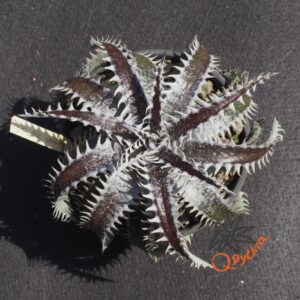 Dyckia ML var estevesii Bill Baker Clone x Bangkok Star