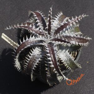 Dyckia ML var estevesii Bill Baker Clone x Bangkok Star