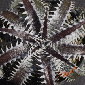Dyckia ML var estevesii Bill Baker Clone x Bangkok Star