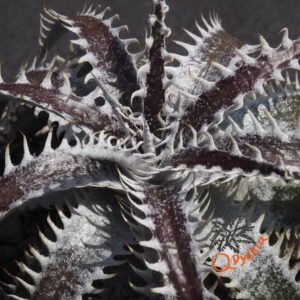 Dyckia ML var estevesii Bill Baker Clone x Bangkok Star