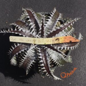 Dyckia ML var estevesii Bill Baker Clone x Bangkok Star
