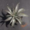 Dyckia (Baphomet Horns x Squid) x hebdingii Big Blue F1