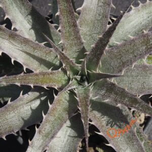 Dyckia (Baphomet Horns x Squid) x hebdingii Big Blue F1