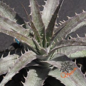 Dyckia (Baphomet Horns x Squid) x hebdingii Big Blue F1