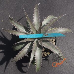 Dyckia (Baphomet Horns x Squid) x hebdingii Big Blue F1