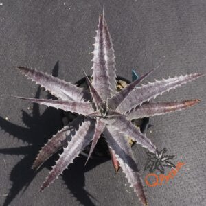 Dyckia (Baphomet Horns x Squid) x hebdingii Big Blue F1