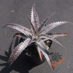 Dyckia (Baphomet Horns x Squid) x hebdingii Big Blue F1