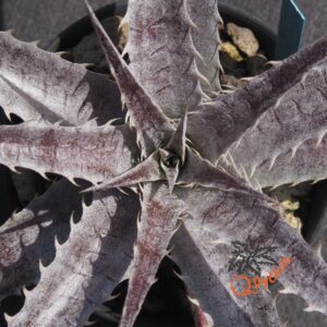 Dyckia (Baphomet Horns x Squid) x hebdingii Big Blue F1