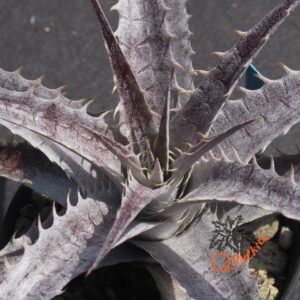 Dyckia (Baphomet Horns x Squid) x hebdingii Big Blue F1