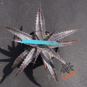Dyckia (Baphomet Horns x Squid) x hebdingii Big Blue F1