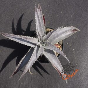 Dyckia (Baphomet Horns x Squid) x hebdingii Big Blue F1