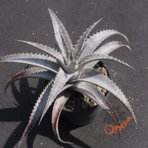 Dyckia (Baphomet Horns x Squid) x hebdingii Big Blue F1