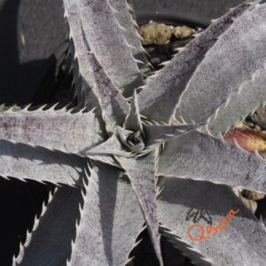 Dyckia (Baphomet Horns x Squid) x hebdingii Big Blue F1