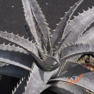 Dyckia (Baphomet Horns x Squid) x hebdingii Big Blue F1