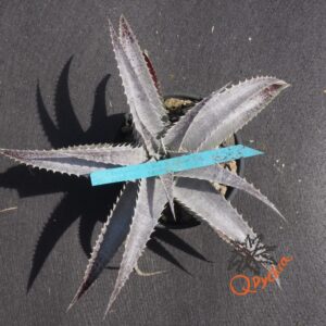 Dyckia (Baphomet Horns x Squid) x hebdingii Big Blue F1