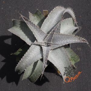 Dyckia Baphomet Horns x ML Red Clone