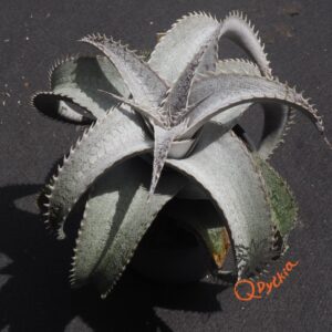 Dyckia Baphomet Horns x ML Red Clone