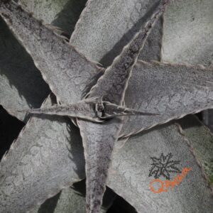 Dyckia Baphomet Horns x ML Red Clone