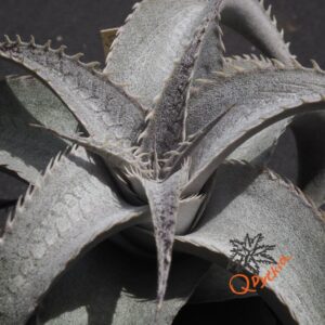 Dyckia Baphomet Horns x ML Red Clone