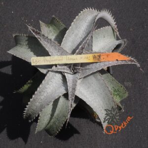 Dyckia Baphomet Horns x ML Red Clone
