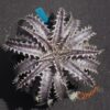Dyckia goehringii Brazilian Clone F1
