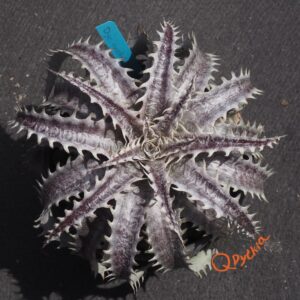 Dyckia goehringii Brazilian Clone F1