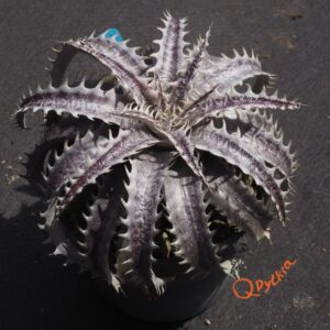Dyckia goehringii Brazilian Clone F1