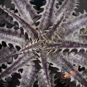 Dyckia goehringii Brazilian Clone F1
