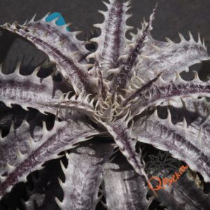 Dyckia goehringii Brazilian Clone F1
