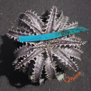 Dyckia goehringii Brazilian Clone F1