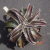Dyckia HU-5 x Red Lotus