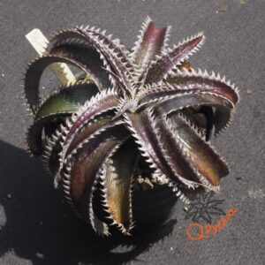 Dyckia HU-5 x Red Lotus