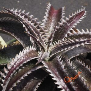 Dyckia HU-5 x Red Lotus