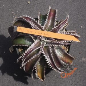 Dyckia HU-5 x Red Lotus