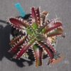 Dyckia HU-5 x Red Lotus