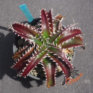 Dyckia HU-5 x Red Lotus