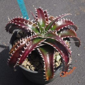 Dyckia HU-5 x Red Lotus