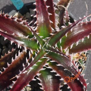 Dyckia HU-5 x Red Lotus