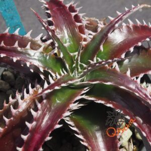 Dyckia HU-5 x Red Lotus