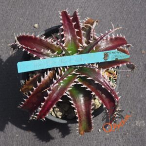 Dyckia HU-5 x Red Lotus