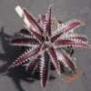 Dyckia ML var. estevesii Bill Baker Clone x Bangkok Star