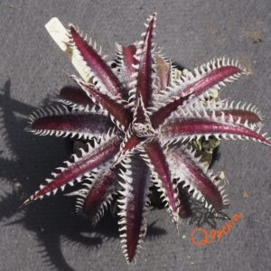 Dyckia ML var. estevesii Bill Baker Clone x Bangkok Star