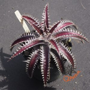 Dyckia ML var. estevesii Bill Baker Clone x Bangkok Star