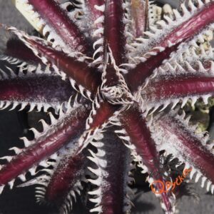 Dyckia ML var. estevesii Bill Baker Clone x Bangkok Star
